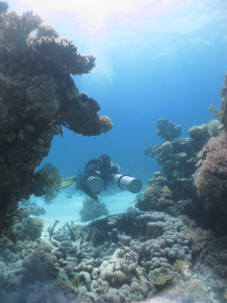 Diving Hurghada Seagate - Padi divecourse