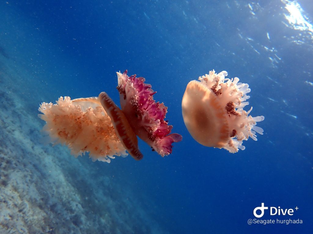Diving Hurghada Seagate - Jellyfish